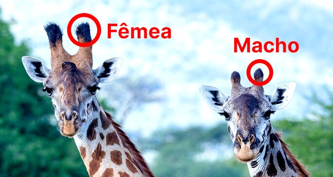 Ossicone em girafas macho e fêmea