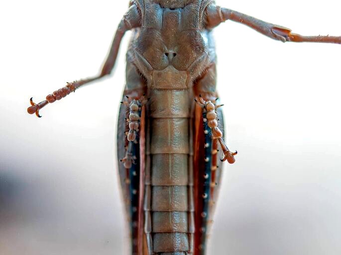 Estridulador de um gafanhoto