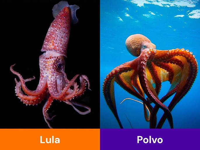 Diferenças anatômicas entre polvos e lulas